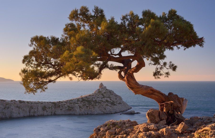 Une magnifique vue sur la mer à Marseille avec un grand pin devant au coucher du soleil